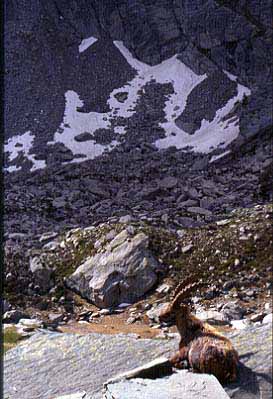 Ibex